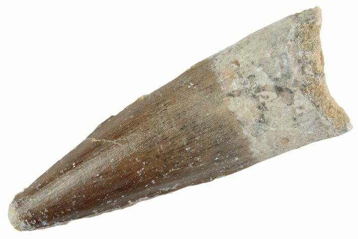 Fossil Spinosaurus Tooth - Real Dinosaur Tooth #368026